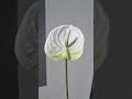 Artificial Anthurium white