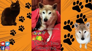 【犬とキャンプ】犬と一緒にキャンプ・寒くて震えながら寝袋で寝るかわいい柴犬【Shiba inu Camping】Dog gets cold from raining、Shivering #Shorts