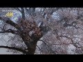 4k ultra hd わに塚のサクラ cherry tree u0026 star time lapse 山梨県 韮崎市