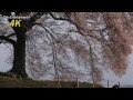 4k ultra hd わに塚のサクラ cherry tree u0026 star time lapse 山梨県 韮崎市