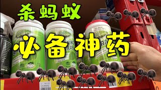 清除蚂蚁 我用这几招 Ant control 花園菜園必備神技 100