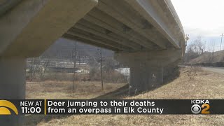 Deer Jumping To Deaths From Elk Co. Overpass