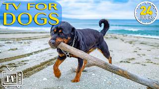 Dog TV 24/7: Stress Relief for Dogs | Anti Anxiety Music for Dogs with Relaxing Dog Videos All Day