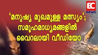 'മനുഷ്യ മുഖമുള്ള മത്സ്യം'; സമൂഹമാധ്യമങ്ങളില്‍ വൈറലായി വീഡിയോ | EC NEWS