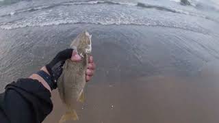 Yellowfin Croaker and California HALIBUT in the SURF (SoCal Surf fishing)