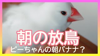 【文鳥2才11か月⑤】朝バナナ？アボカドさんにおはようは言えるかな？朝の放鳥風景　キャルルルと追いかけっこで元気いっぱい。3代目文鳥ピーちゃん 癒し系動物 Java sparrow