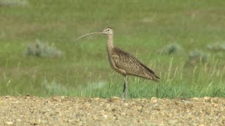 Curlews