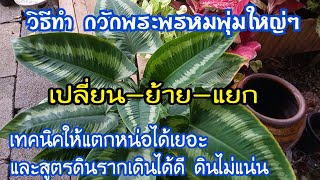 #วิธีเลี้ยงกวักพระพรหมให้ได้พุ่มใหญ่ๆ  แตกหน่อได้เยอะและสูตรดินรากเดินดี ดินก็ไม่แน่นแตกหน่อได้ดี