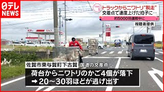 【ニワトリ“脱走”】トラックで運搬中  運転手「速度を上げた拍子に…」  佐賀市