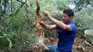 Sacando CAMOTES en el cerro de CHILCHOTA🏞️mi pueblo🛣️