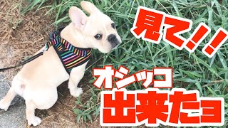 【モーニングルーティーン】お外でおしっこができないフレンチブルドッグ子犬（アトム）のお散歩日記