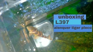 Unboxing L397 Alenquer Tiger Pleco