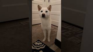 My white Shiba Inu has morning routines