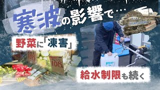 「凍った野菜…売り物にならない」寒波の影響続く　給水制限も