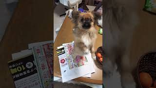 器用に２本の足で立つ犬　【ここ61】