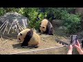 まんぷくシャオくんはウトウト😊レイちゃんは食欲旺盛🎋🐼😁　5月16日 ueno zoo giant panda