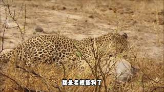 花豹拿捏“草原网红”疣猪，没想到鬣狗就在后面！