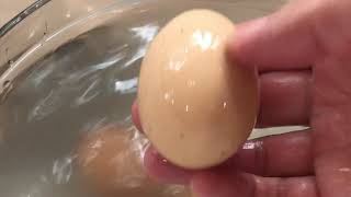 Murray's Best Egg Wash from McMurray Hatchery