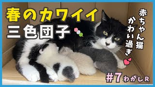 7 生後１ヶ月弱の赤ちゃん猫、可愛いを集めました。【わがし・ヤンキー野良猫が出産】