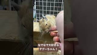 撫でられてとろけるデグーちゃん♪（熱帯倶楽部東川口本店）