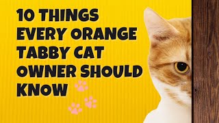 10 Surprising Facts About Orange Tabby Cats: Secrets Behind Their Charm!