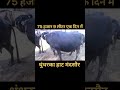 75 हजार मे 9 लीटर दूध cow buffelo dairyfarmer hfcowdairyfarm buffalodairy डेयरी डेयरीबिजनेस