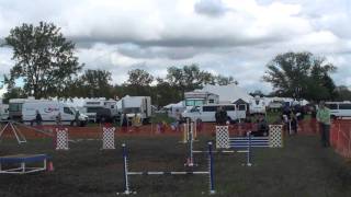 Sue+Sandy AKC Agility Standard Open 20101001