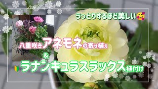 可愛いアネモネは寄せ植えに😊ラナンキュラスラックス🔰購入～植え付けまで😊どっちも綺麗💕