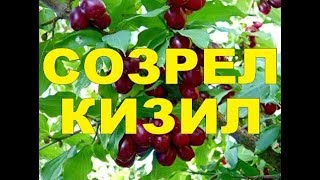 СОЗРЕЛИ ЯГОДЫ КИЗИЛА /// КАК ВЫГЛЯДИТ ПЛОД?