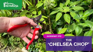 What is the 'Chelsea Chop' \u0026 will it help your garden?