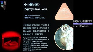 20210205 相親相愛的小懶猴母子 Lesser Slow Loris