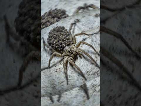 What animals do you find in the Amazon rainforest?