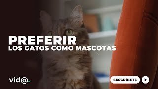 ¿Por qué la gente prefiere los gatos como mascotas?