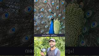 മയില്‍ വരള്‍ച്ചയുടെ സൂചനയോ? | Read Pinned Comment | Peacock | Kerala | #shorts