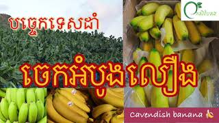 បច្ចេកទេសដាំចេកអំបូងលឿង/How to grow Cavendish banana 🍌