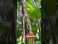 வாழை விவசாயம் shortsfeed shortvideo shortsyoutube shorts banana banarafarm vaazhai