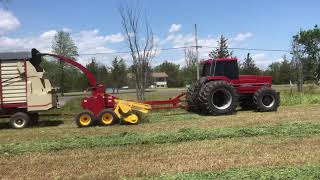 IH 5288 chopping hay