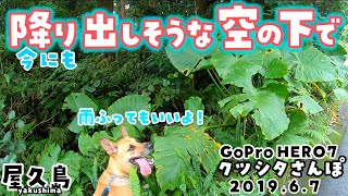 犬のいる暮らし｜屋久島｜大型犬｜犬の散歩｜田舎暮らし｜dogvideo