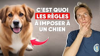 C'est Quoi Les Règles à Imposer à un Chien ?