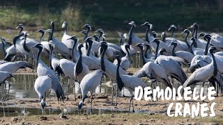 Massive Flock of Demoiselle Cranes at Jamnagar, Gujarat, India | Koonj