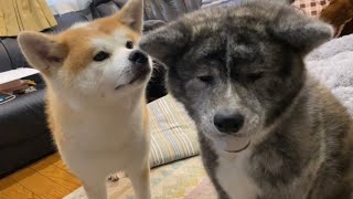 散歩に早く行きたくて強硬手段にでる秋田犬ぱたこ【Akita-inu】