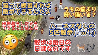 猫5匹連れてお散歩ってかなり珍しい光景です