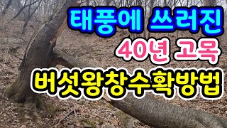 고목에 느타리버섯종균 백색.흑색.노랑 한꺼번에3가지 접종방법