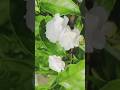 Verity of crape Jasmine / Double Crepe Jasmine / variety of Tagar plant #shorts #gardening #trending