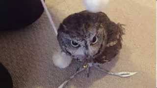 Owl playing with Pom-Poms / フクロウのクウちゃん、ボンボンで遊ぶ