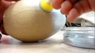 Gilding an Egg.MOV