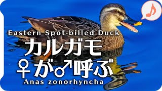 【鳥の鳴き声】カルガモの鳴き声02雌が雄を呼んでいたが…（さえずり？地鳴き？）身近な生き物語 birdsong Eastern Spot-billed Duck / Anas zonorhyncha