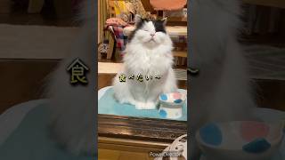 【空りく日記】おかわりをねだる顔も可愛くて断われません💓 #かわいい猫 #shorts #cat #スコティッシュフォールド