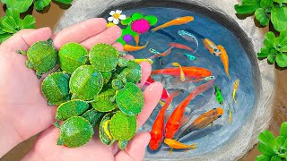 Catch Baby Turtles Playing On Slide, Koi Fish, Lion Fish, HiKin Fish, Dinosaur Fish, Eel, Shrimp