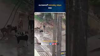 ఉంగుటూరులో పెరుగుతున్న కుక్కలు బెడద | West Godavari | Andhra Pradesh | Way2news Telugu